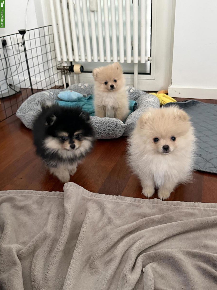 Junge Zwergspitz Pomeranian Welpen
