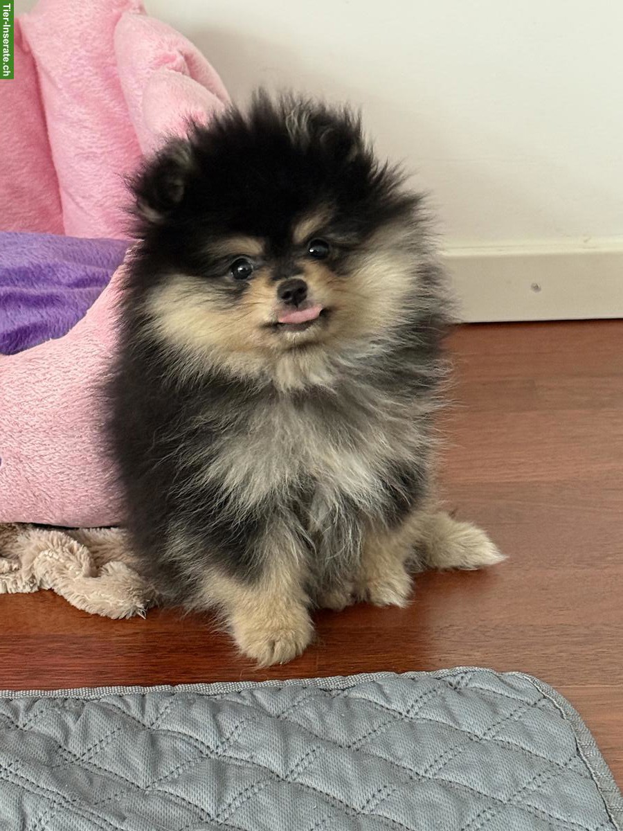 Bild 3: Junge Zwergspitz Pomeranian Welpen