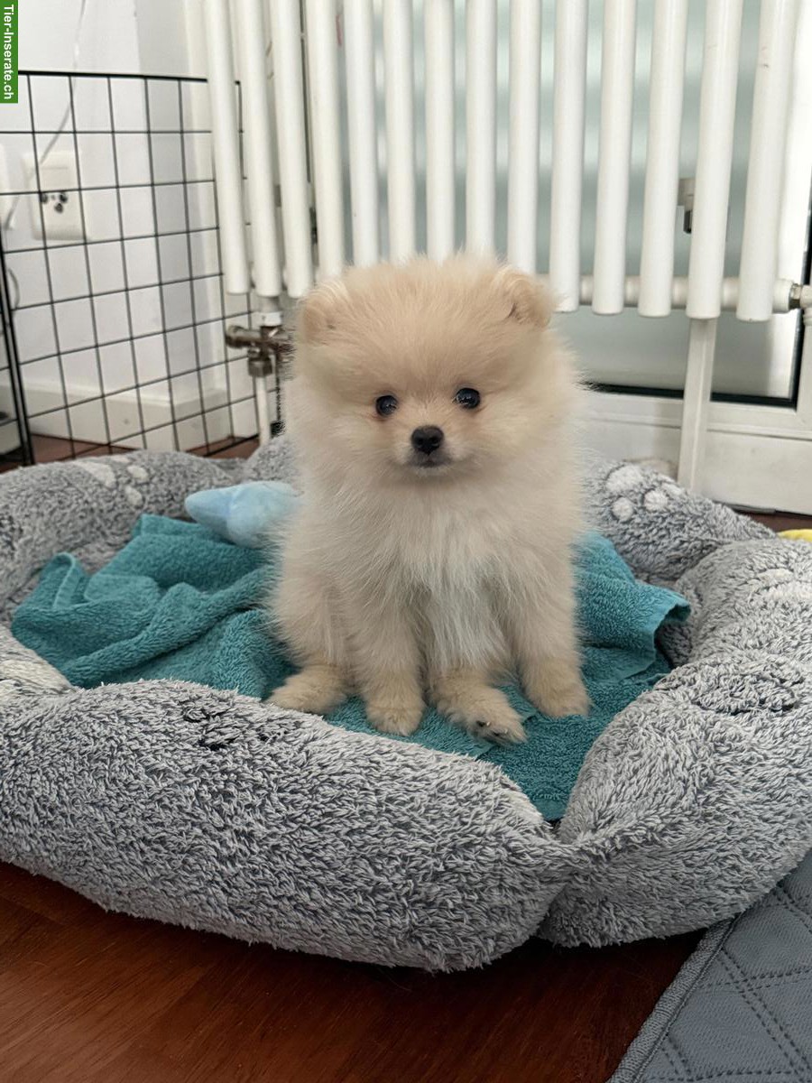 Bild 4: Junge Zwergspitz Pomeranian Welpen