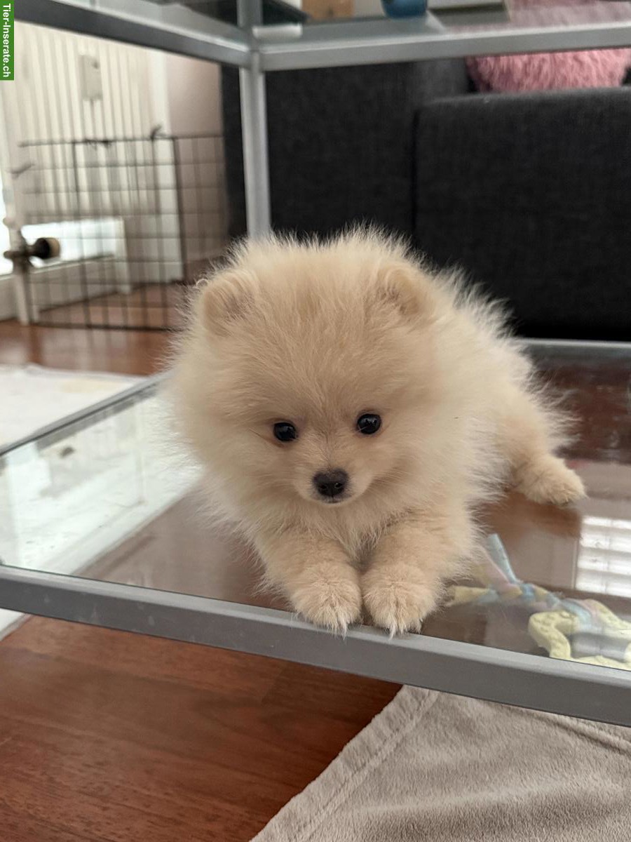 Bild 5: Junge Zwergspitz Pomeranian Welpen