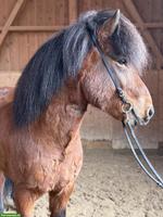Islandpferd, vielversprechender junger Fünfgänger mit tollem Charakter