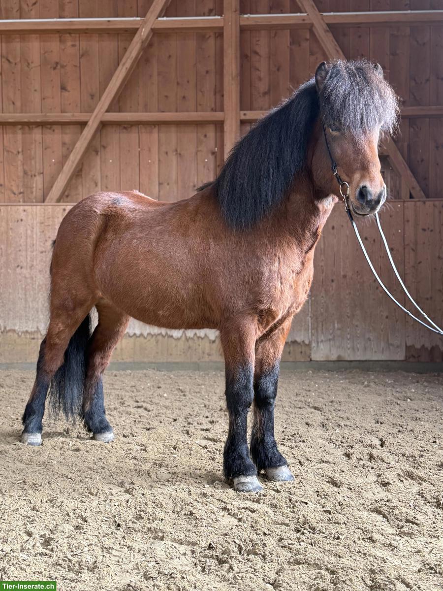 Bild 2: Islandpferd, vielversprechender junger Fünfgänger mit tollem Charakter