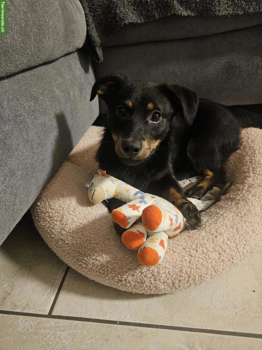 Junge, kleine Hündin abzugeben