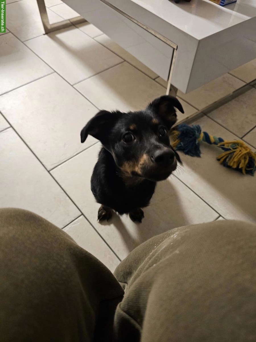 Bild 2: Junge, kleine Hündin abzugeben