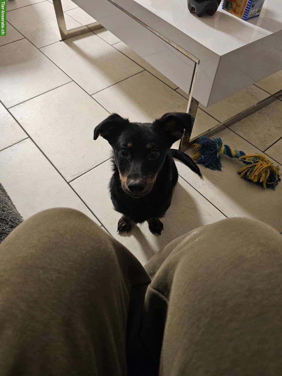 Bild 3: Junge, kleine Hündin abzugeben