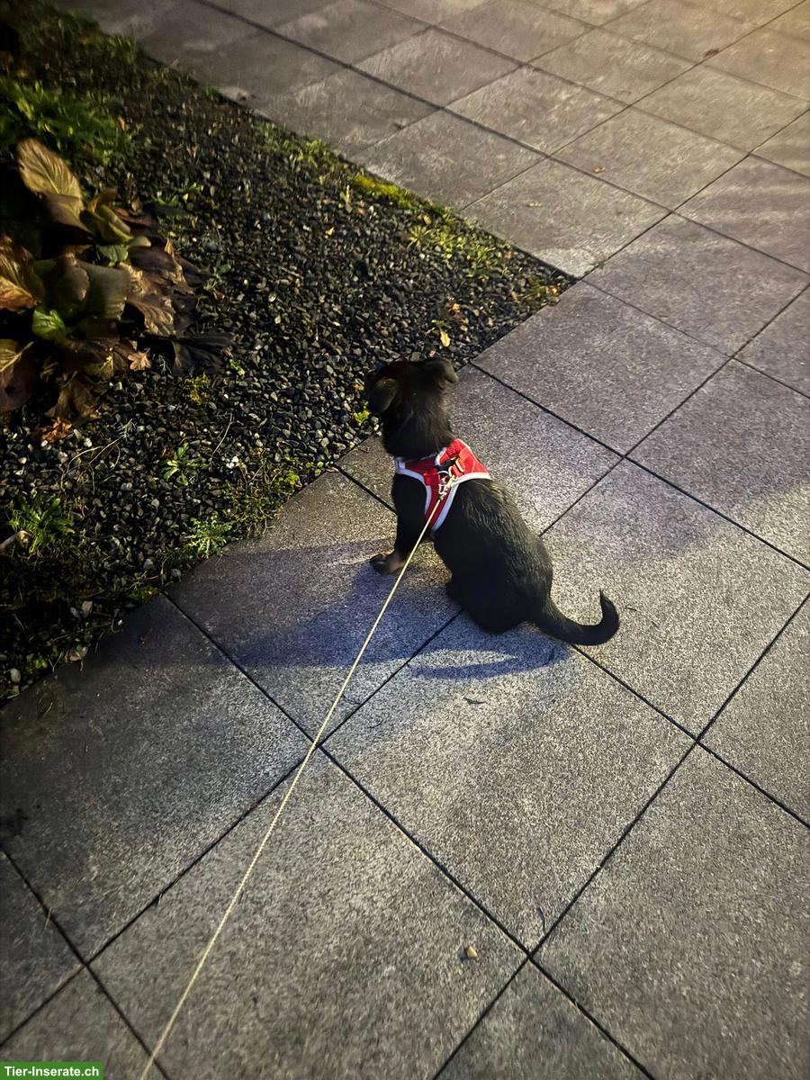 Bild 4: Junge, kleine Hündin abzugeben