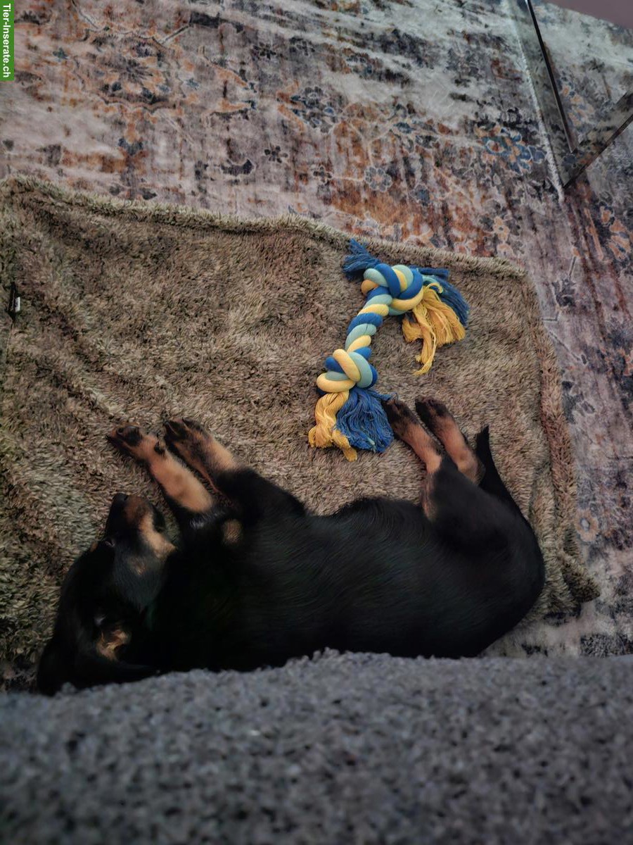 Bild 5: Junge, kleine Hündin abzugeben