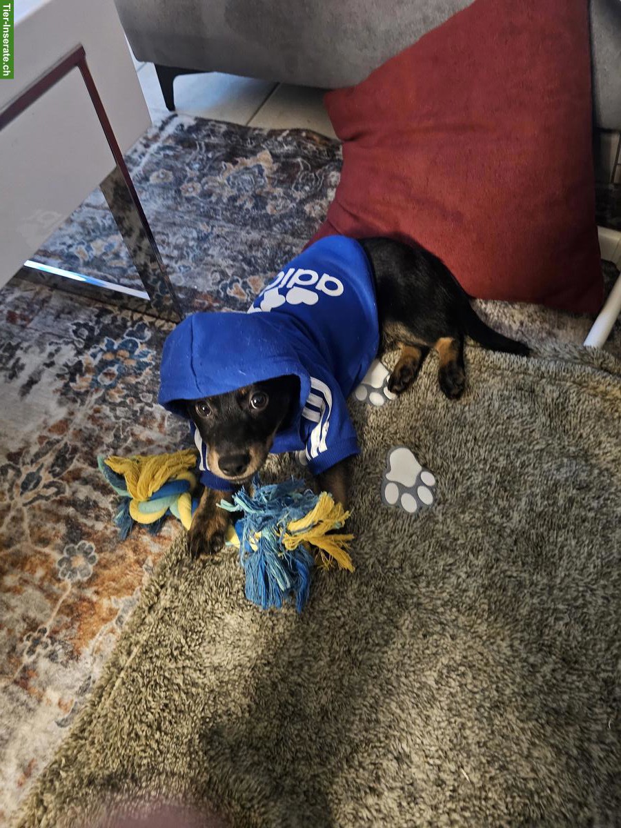 Bild 6: Junge, kleine Hündin abzugeben