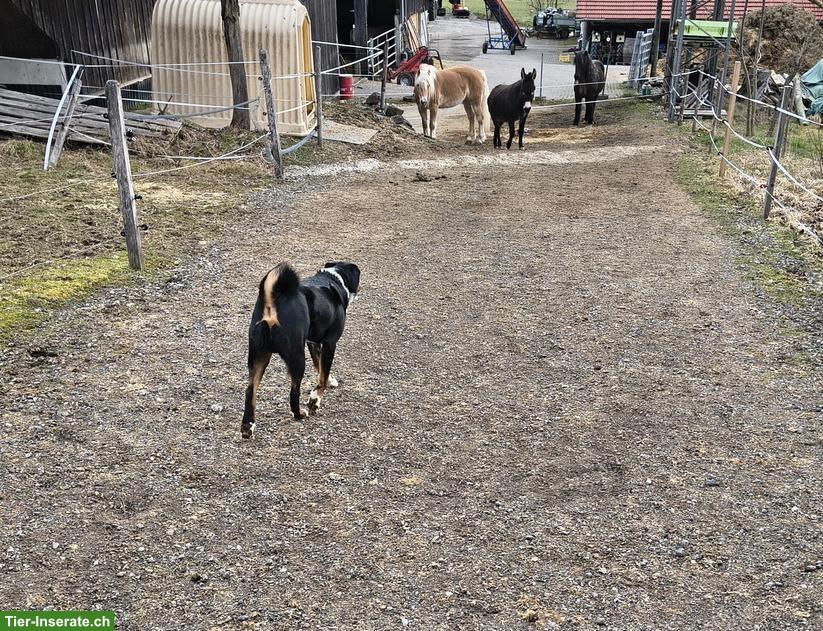 Offenstallplätze für 1-2 Pferde/Ponys in Weisslingen