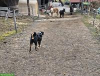 Offenstallplätze für 1-2 Pferde/Ponys in Weisslingen