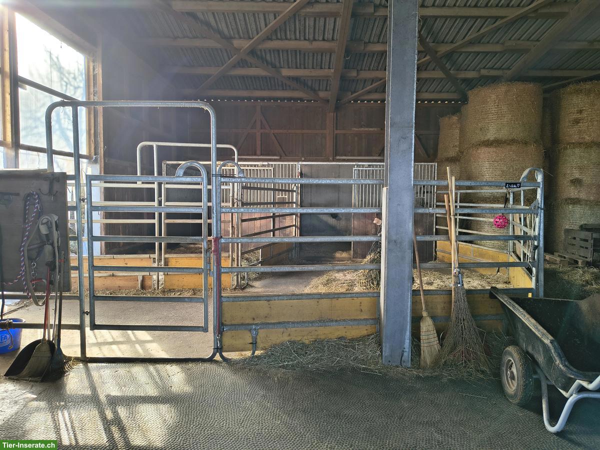 Bild 2: Offenstallplätze für 1-2 Pferde/Ponys in Weisslingen