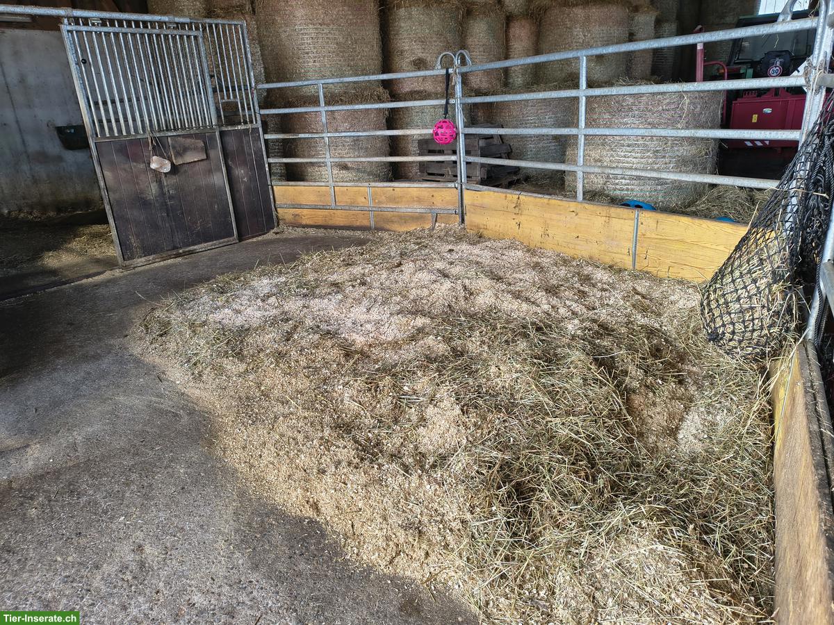 Bild 3: Offenstallplätze für 1-2 Pferde/Ponys in Weisslingen