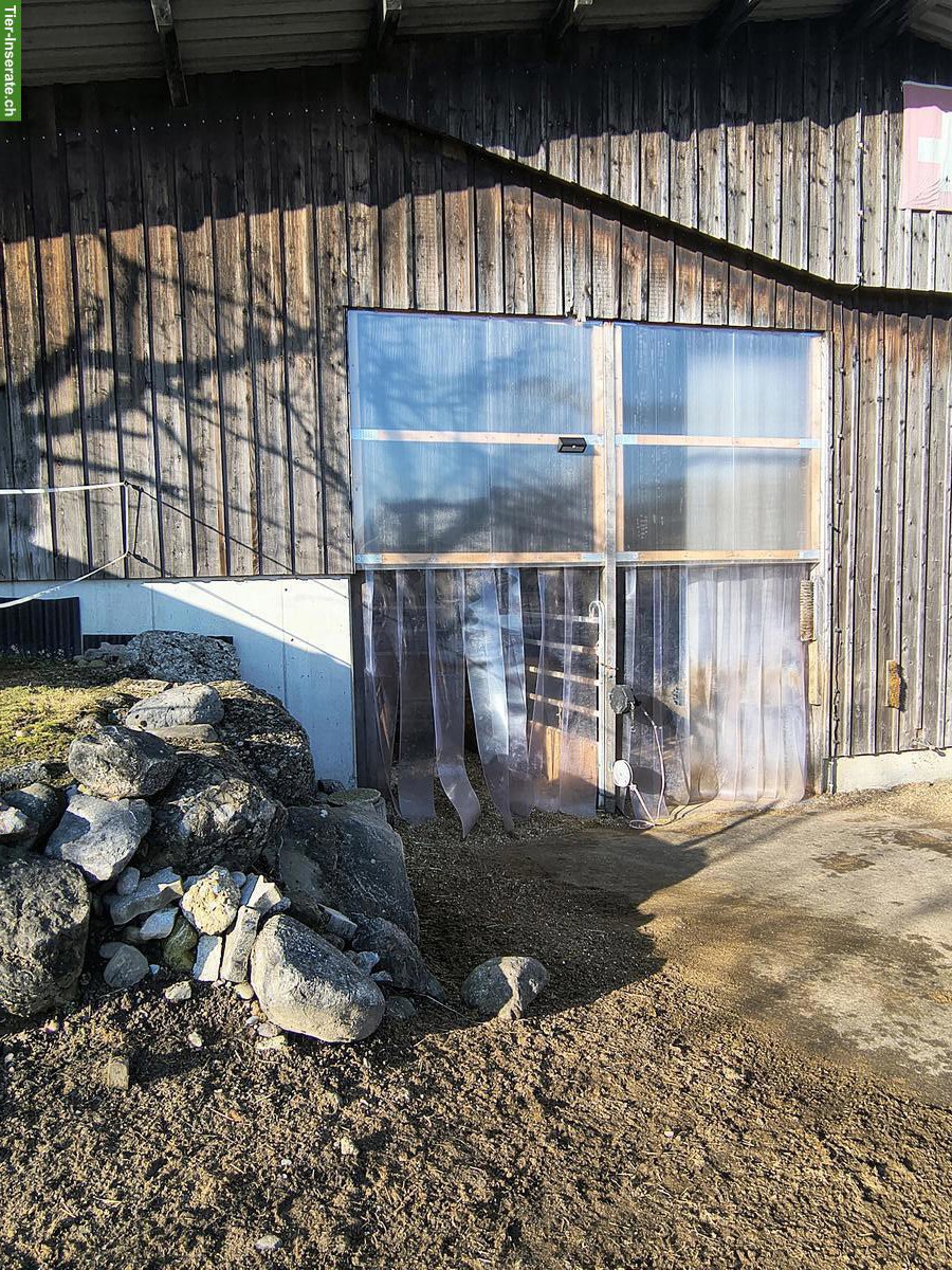 Bild 4: Offenstallplätze für 1-2 Pferde/Ponys in Weisslingen