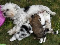 Shih Tzu Mix Welpen zu verkaufen