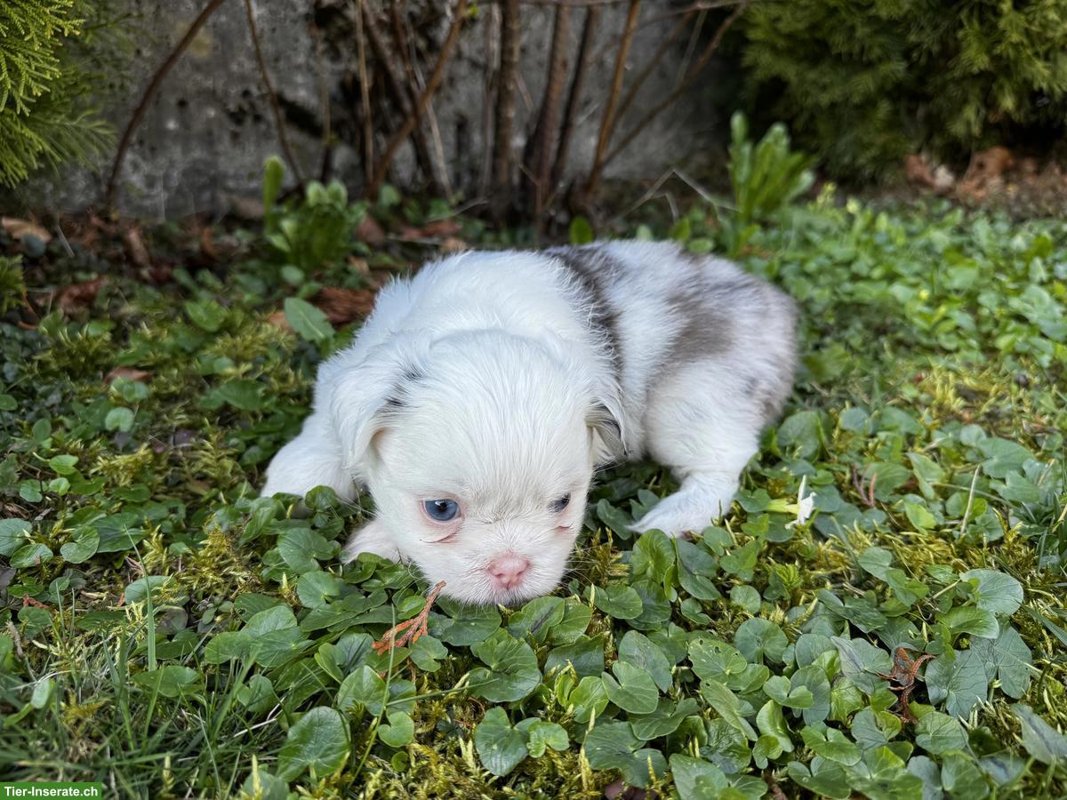Bild 2: Shih Tzu Mix Welpen zu verkaufen
