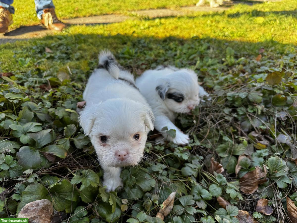 Bild 3: Shih Tzu Mix Welpen zu verkaufen