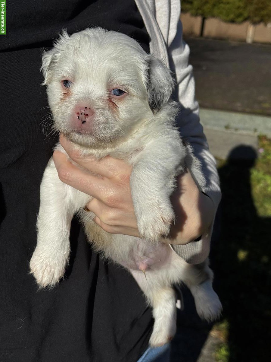 Bild 4: Shih Tzu Mix Welpen zu verkaufen