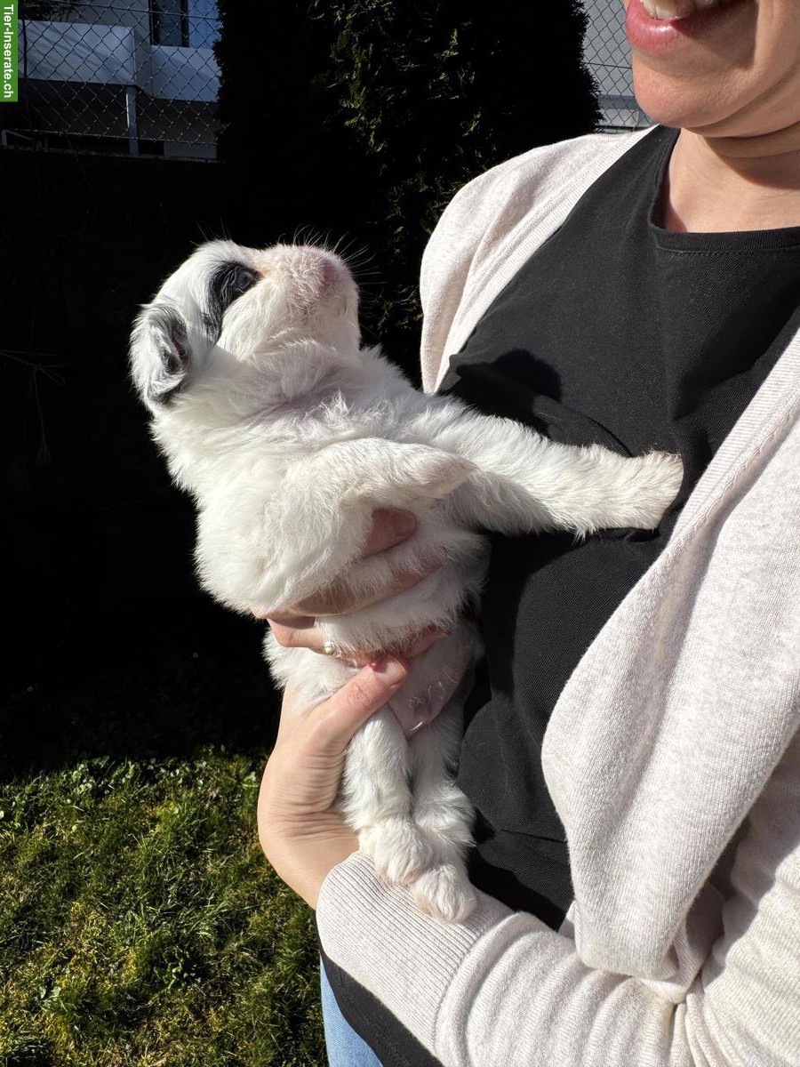 Bild 5: Shih Tzu Mix Welpen zu verkaufen