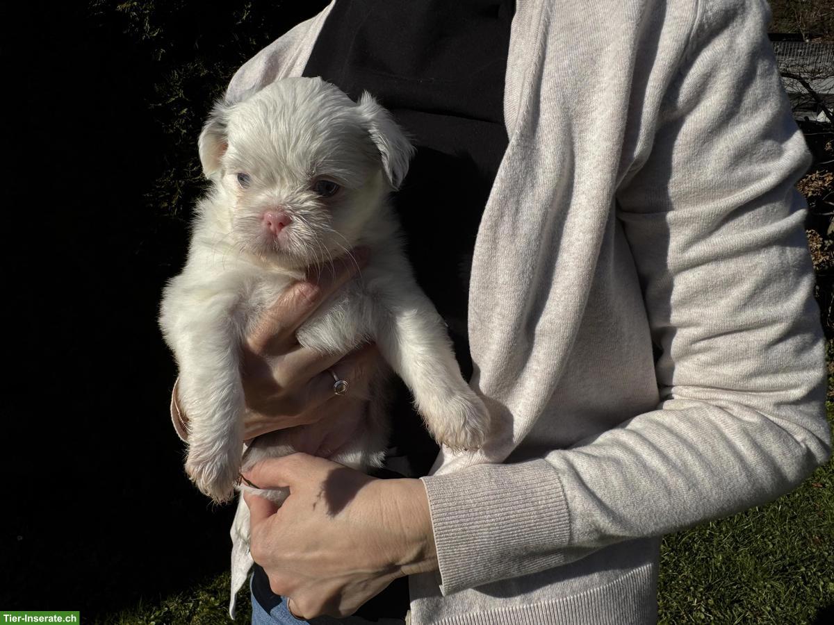 Bild 7: Shih Tzu Mix Welpen zu verkaufen