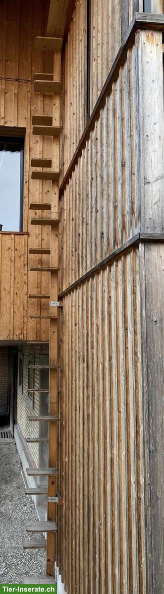 Bild 2: Holz Katzenleiter 6m zu verkaufen