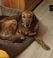 Mischlingshündin, sanfte Alma sucht ein Zuhause