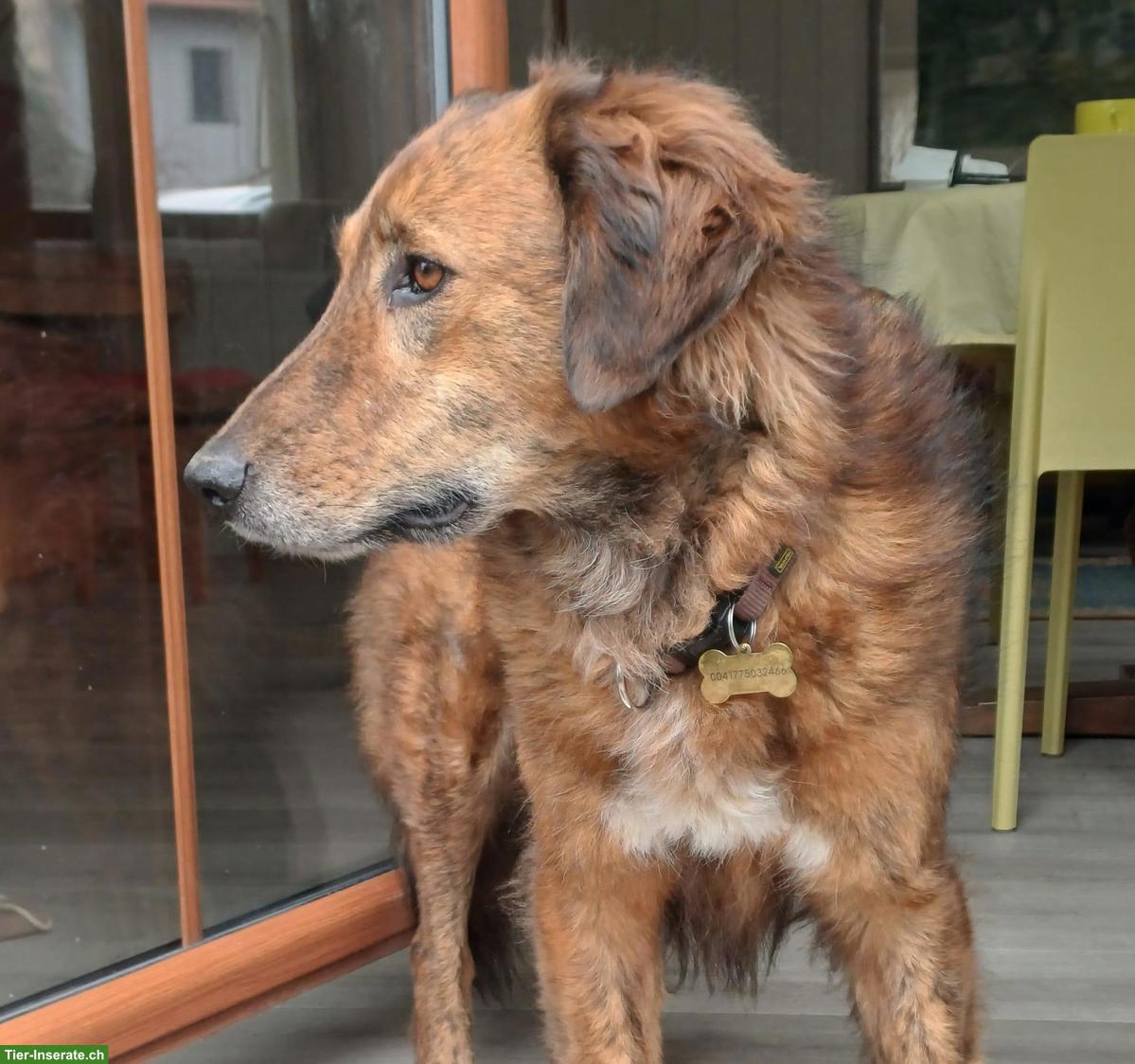 Bild 2: Mischlingshündin, sanfte Alma sucht ein Zuhause