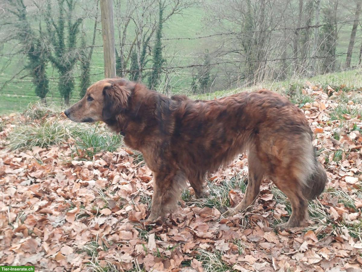 Bild 3: Mischlingshündin, sanfte Alma sucht ein Zuhause