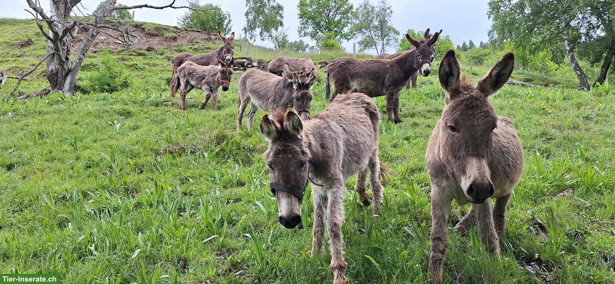 Bild 2: Sömmerungsplatz für Esel, Scheid GR