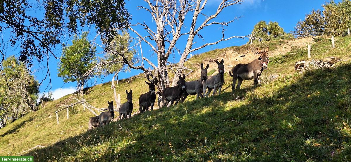 Bild 3: Sömmerungsplatz für Esel, Scheid GR