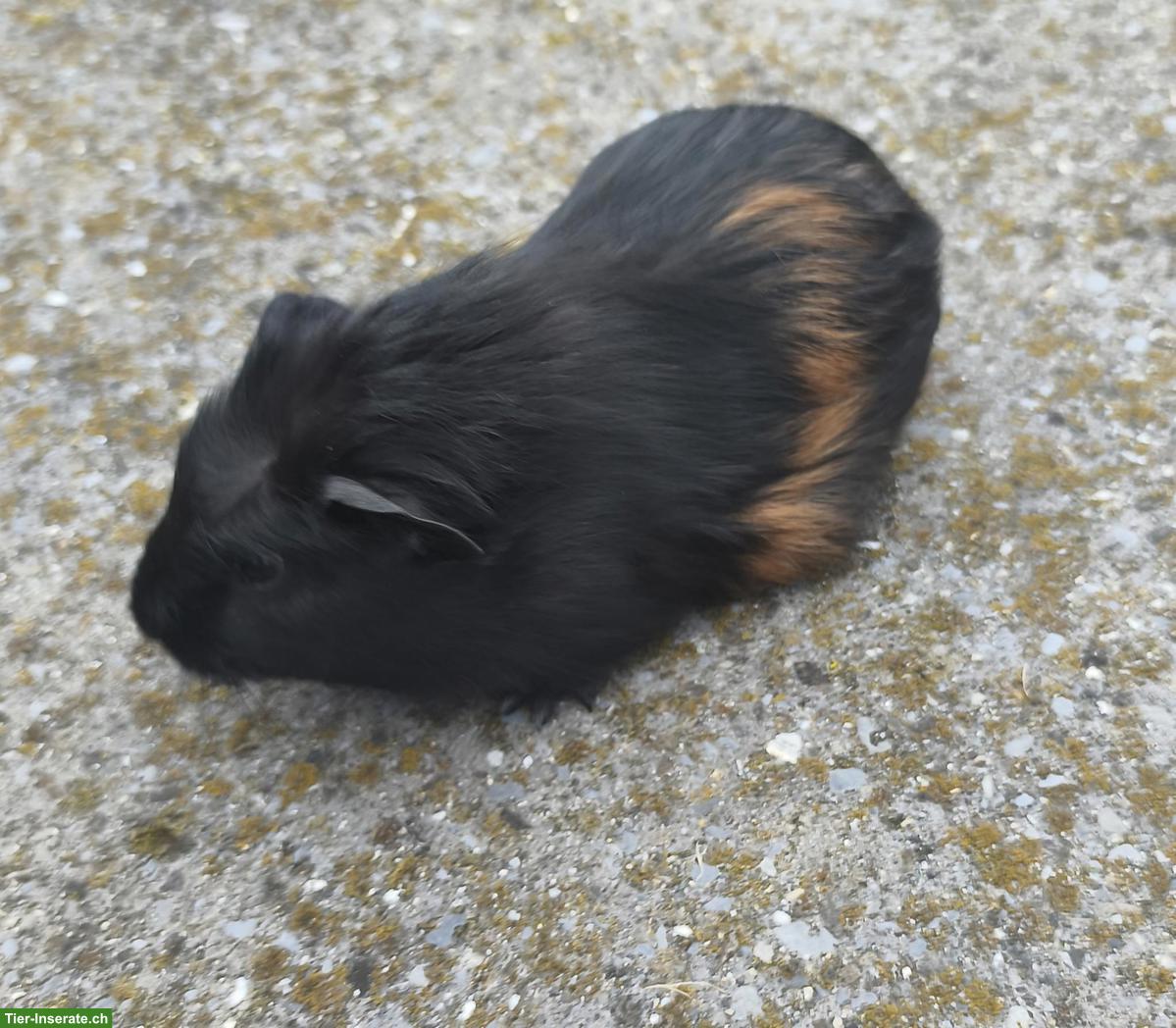 Hausmeerschweinchen, Männchen und Weibchen