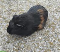 Hausmeerschweinchen, Männchen und Weibchen