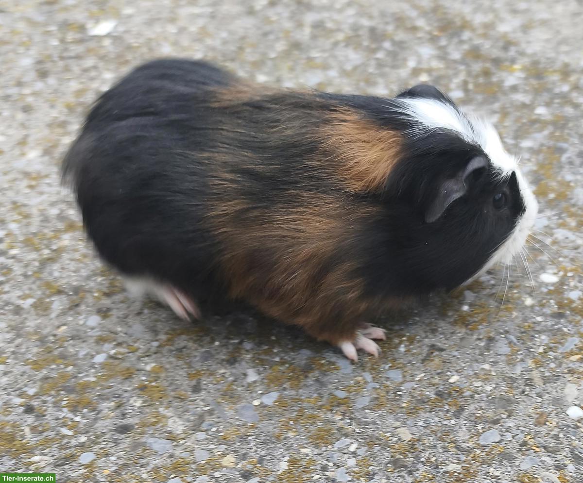 Bild 2: Hausmeerschweinchen, Männchen und Weibchen