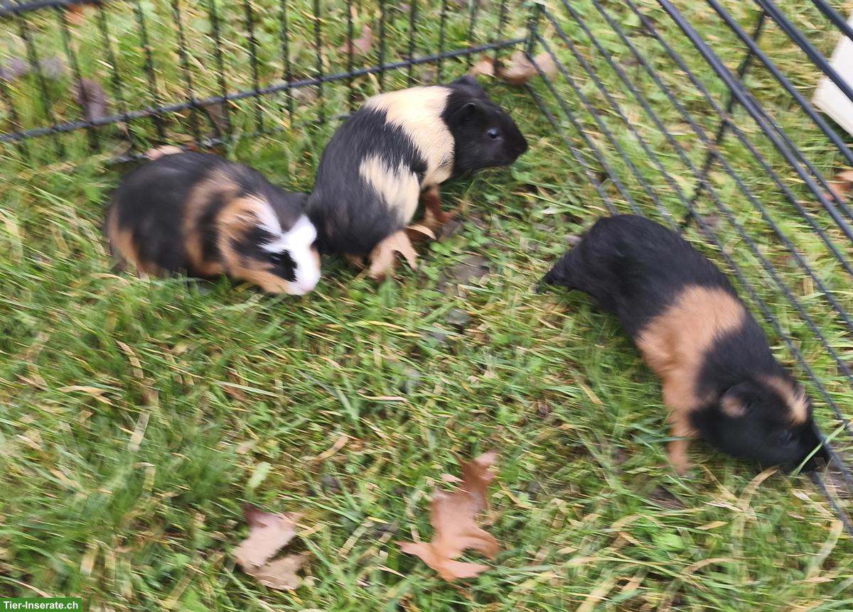 Bild 3: Hausmeerschweinchen, Männchen und Weibchen