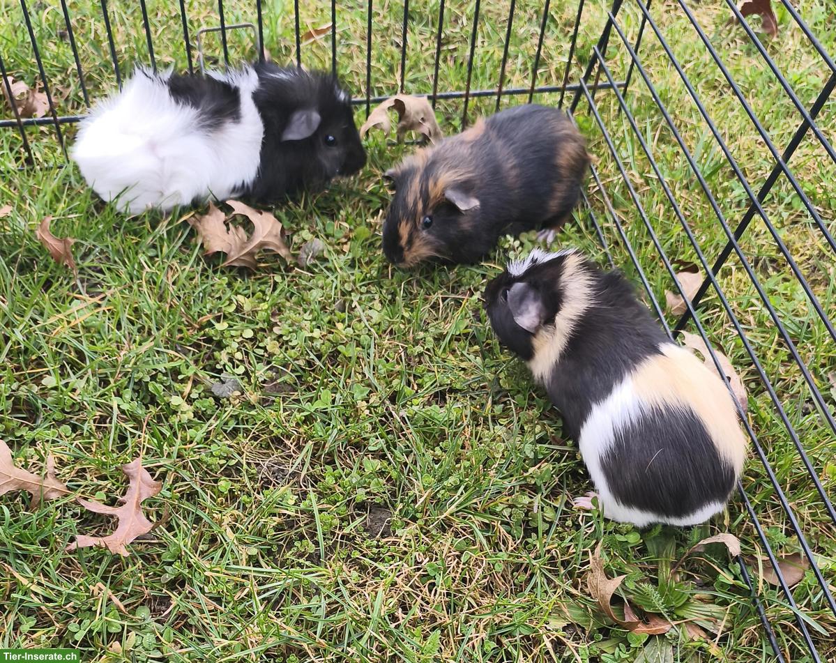 Bild 4: Hausmeerschweinchen, Männchen und Weibchen