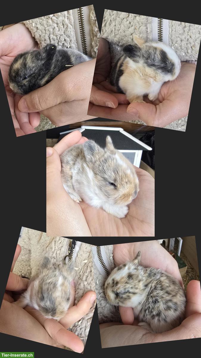 5 Zwergkaninchen suchen ein Zuhause mit Auslauf