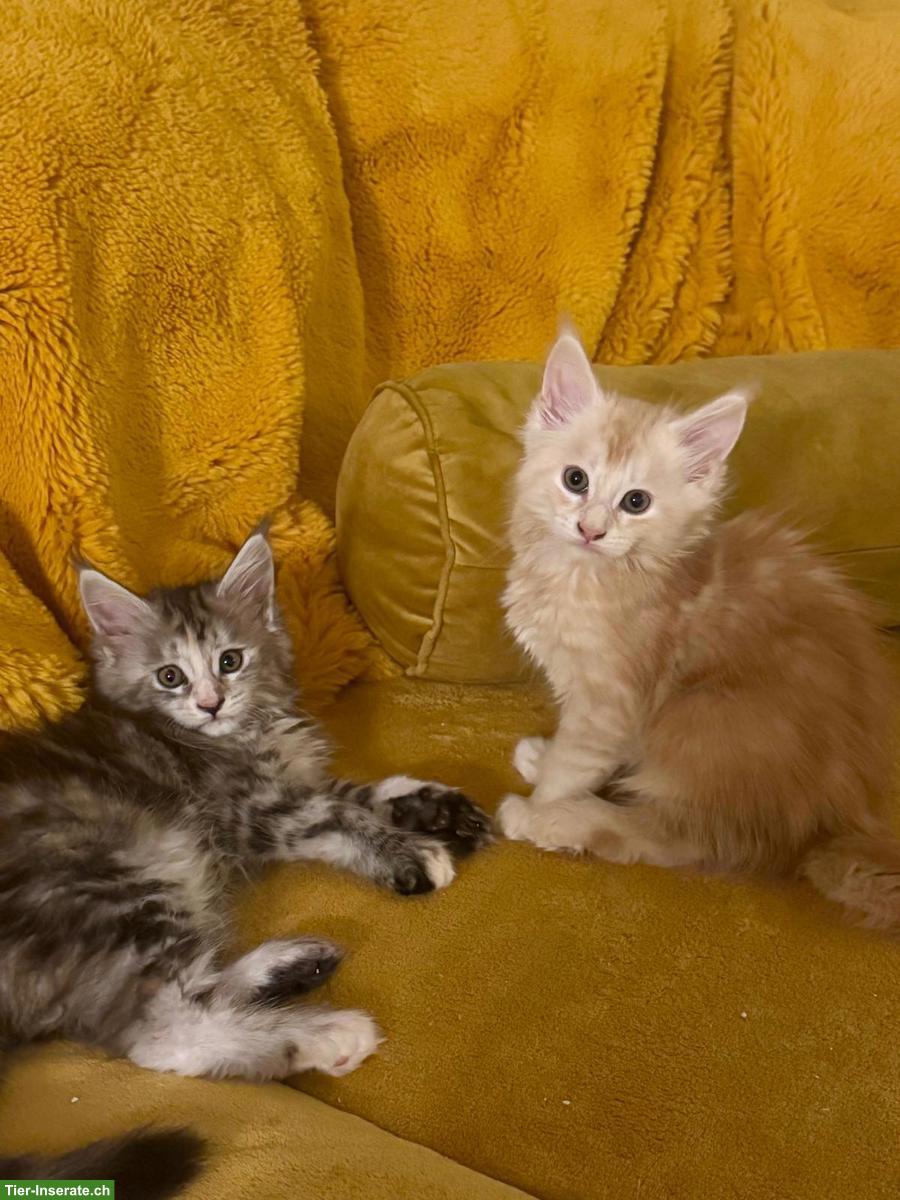 Reinrassige Maine Coon Kitten mit FFH-Stammbaum zu verkaufen