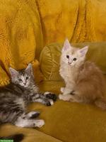 Reinrassige Maine Coon Kitten mit FFH-Stammbaum zu verkaufen