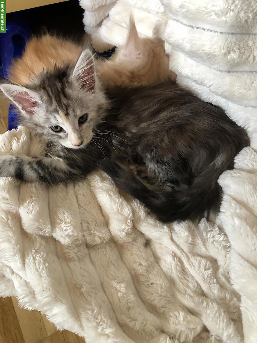 Bild 2: Reinrassige Maine Coon Kitten mit FFH-Stammbaum zu verkaufen