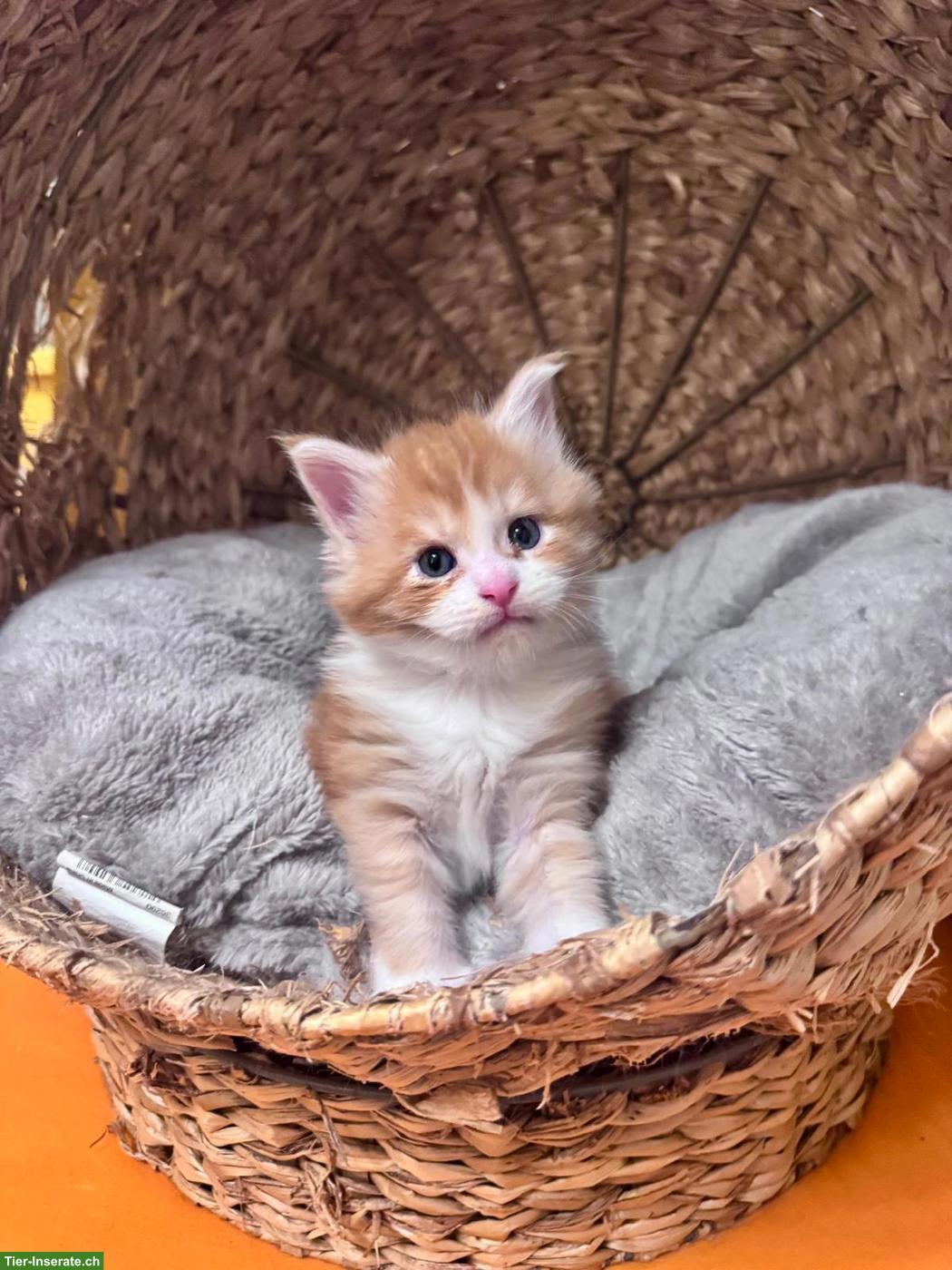 Bild 3: Reinrassige Maine Coon Kitten mit FFH-Stammbaum zu verkaufen