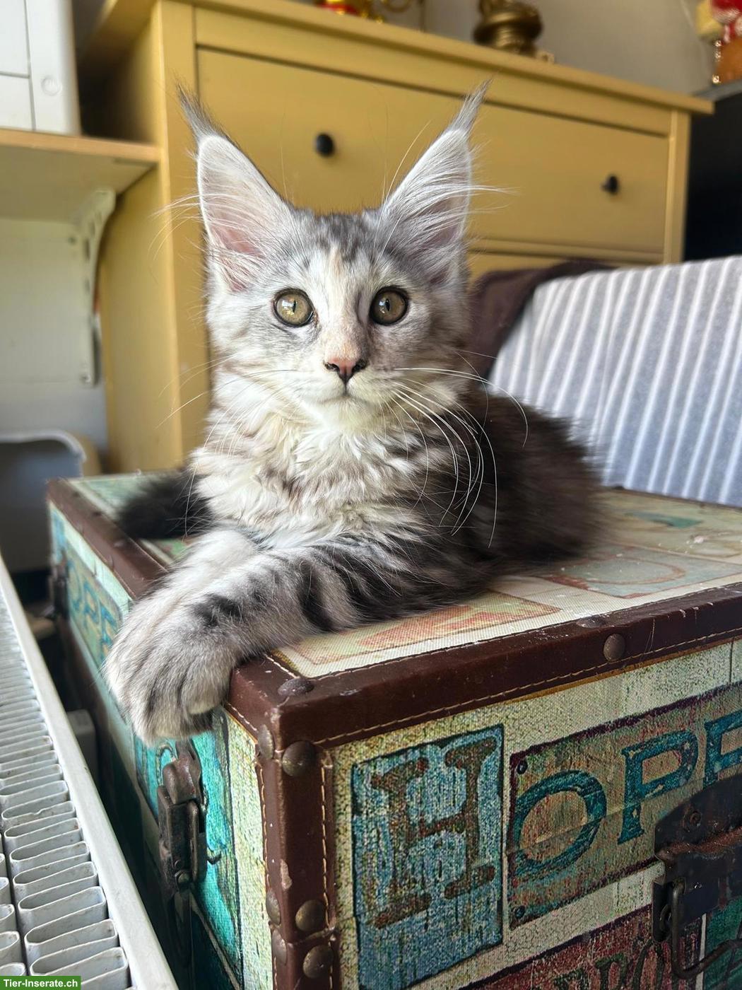 Bild 4: Reinrassige Maine Coon Kitten mit FFH-Stammbaum zu verkaufen