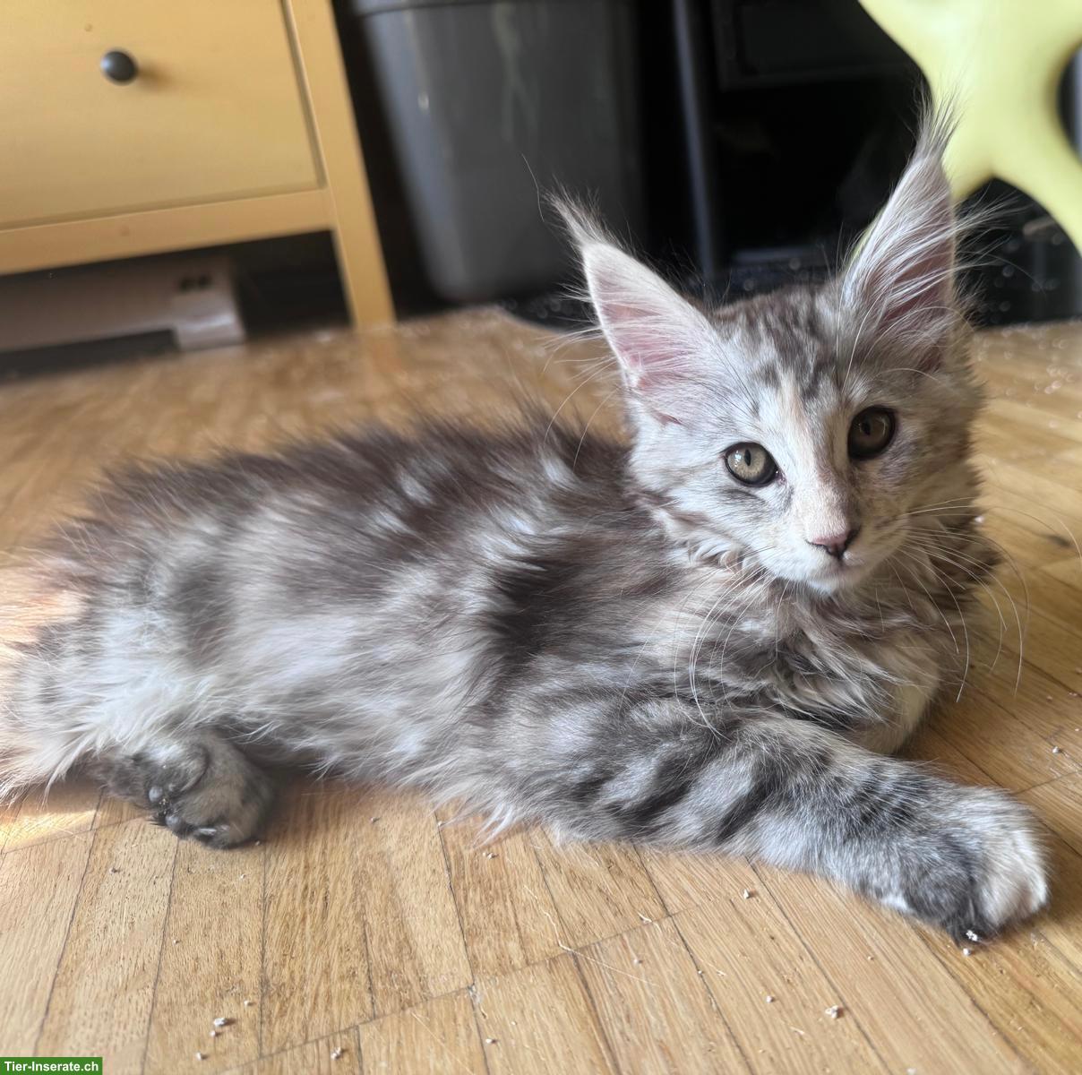 Bild 5: Reinrassige Maine Coon Kitten mit FFH-Stammbaum zu verkaufen