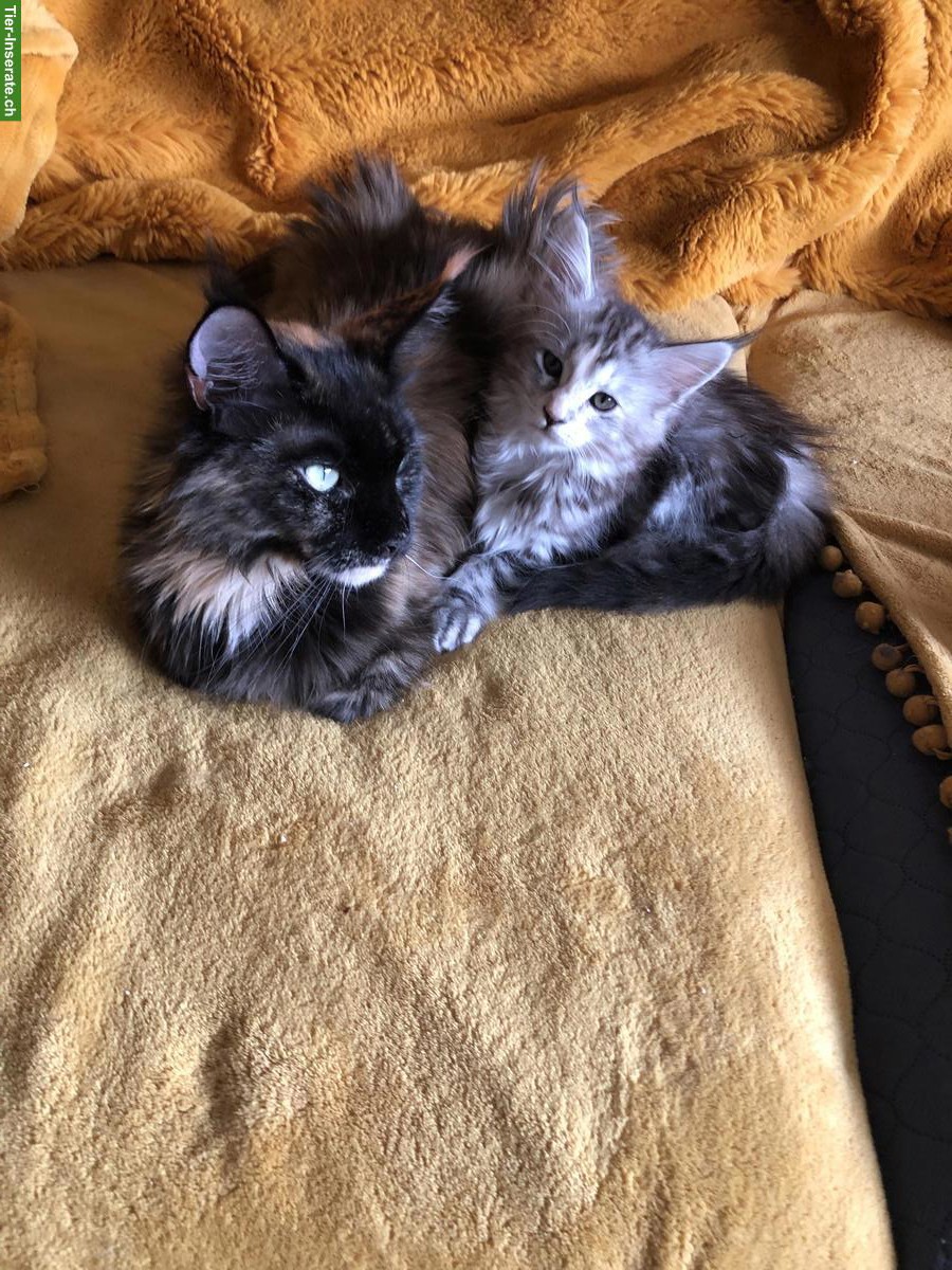 Bild 6: Reinrassige Maine Coon Kitten mit FFH-Stammbaum zu verkaufen