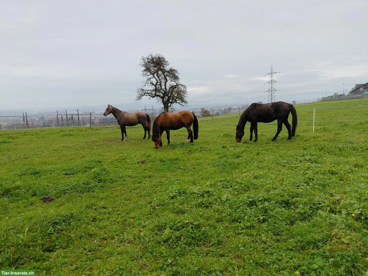 Bild 3: Offenstallplatz frei in Fällanden ZH
