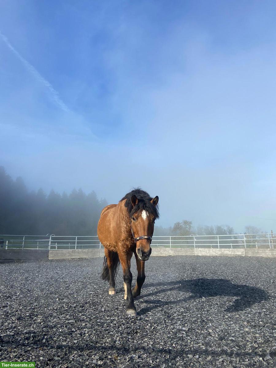 Bild 4: Offenstallplatz frei in Fällanden ZH