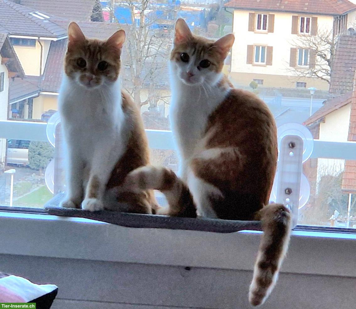 Katzengeschwister, rot-weiss getigert, suchen neues Zuhause