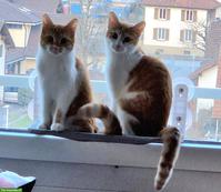 Katzengeschwister, rot-weiss getigert, suchen neues Zuhause