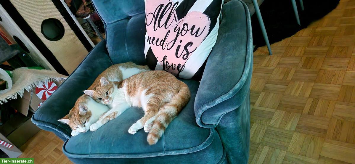 Bild 2: Katzengeschwister, rot-weiss getigert, suchen neues Zuhause