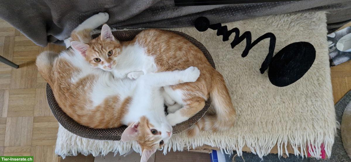 Bild 3: Katzengeschwister, rot-weiss getigert, suchen neues Zuhause
