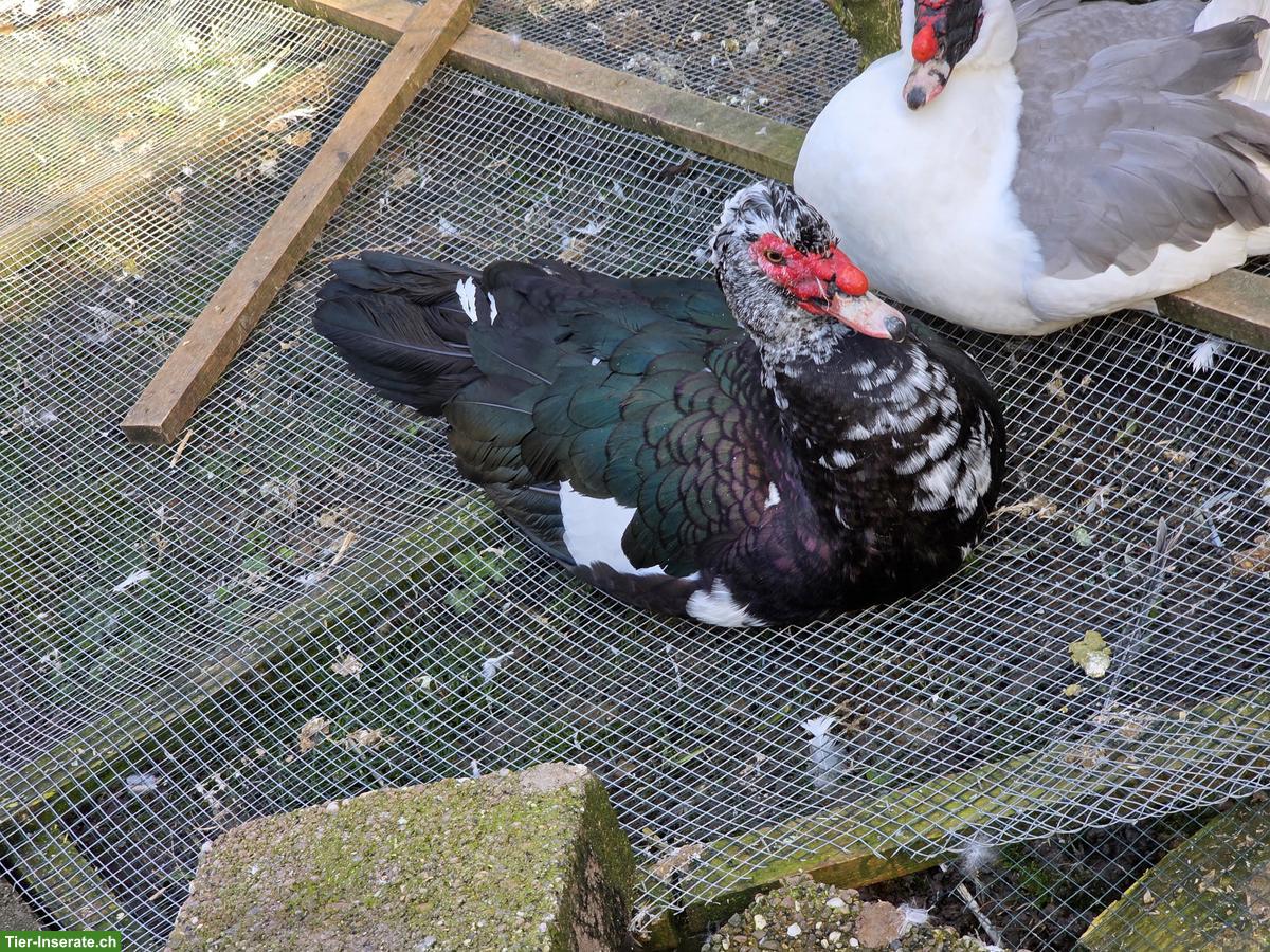 Moschusenten, Enten und Erpel