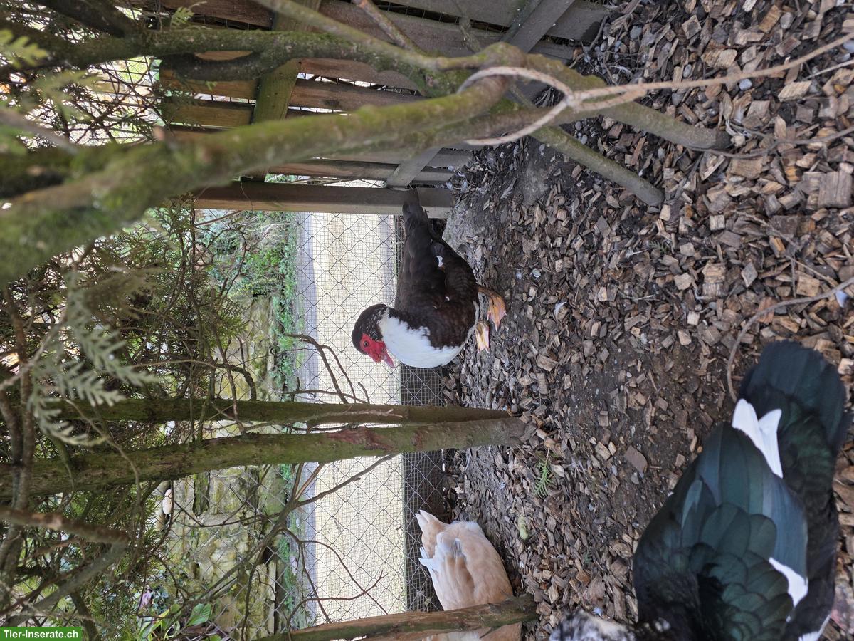 Bild 2: Moschusenten, Enten und Erpel